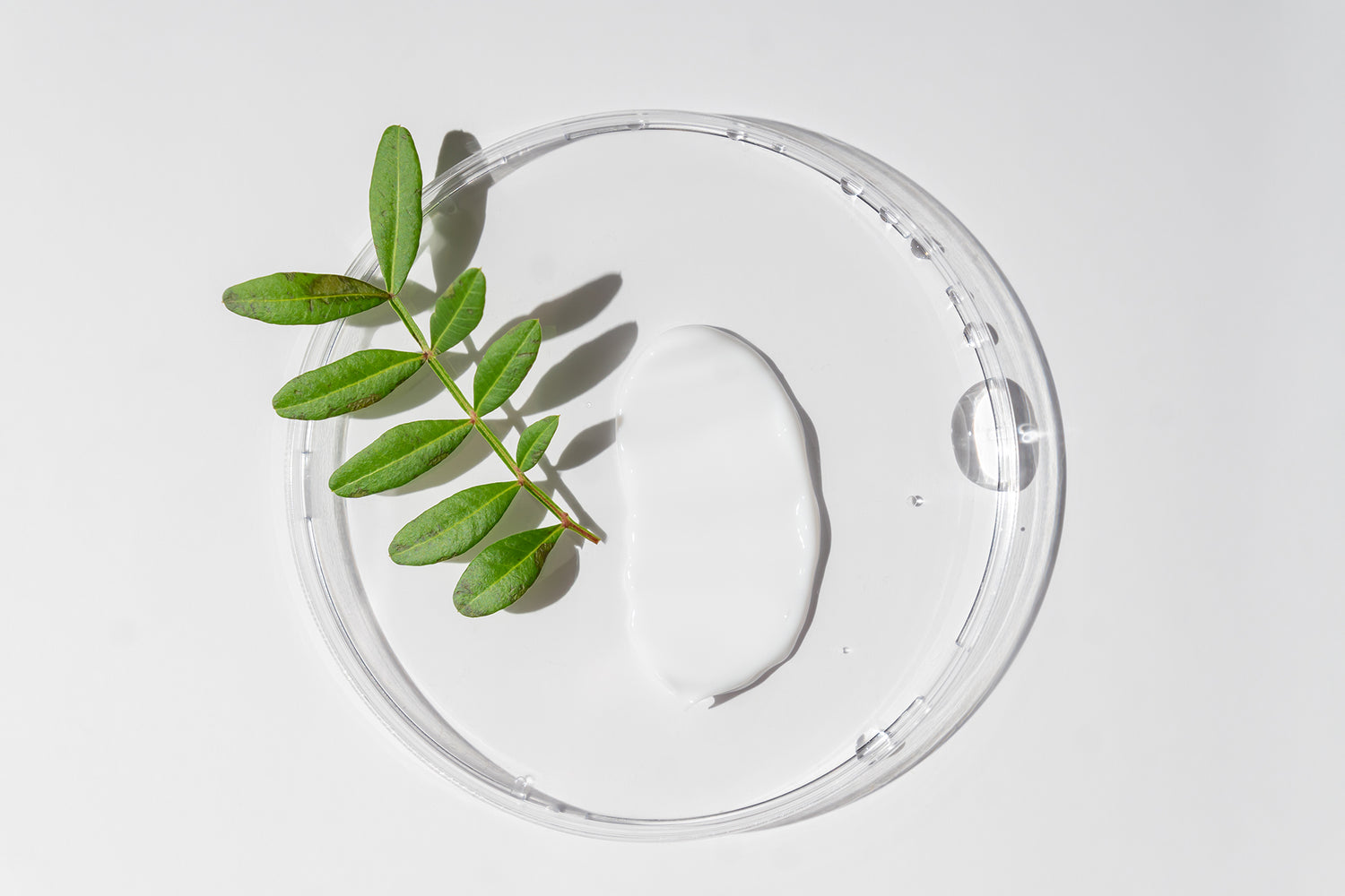 A plant on a clear plate, showcasing its vibrant green leaves and delicate stems.